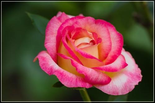 흥국화재어린이암보험순수형 봐쥬세요