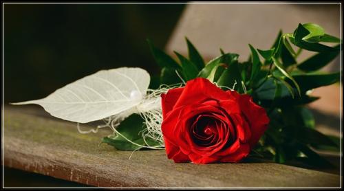๋ฉ๋ฆฌ์ธ ์๋ง์ฌ๋์๋
๋ณดํ ๋น๊ตํ์