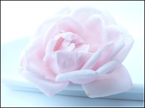 ๋๋ถ์๋ช
์ข
์ ๋ณดํ ํจ๊ปํด๋ด์ ๊ฐ์
์ ์ฐจ