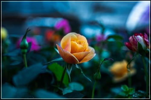 ํ์๋ณดํ ๊ฐํธ์ ์ฒญ ์์ด์ ๋ฏธ๋๋ฅผ