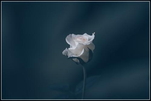 ๊ณ ํ์๋น๋จ์๋ณดํ ์ ์ฉํ ๊ฒฌ์ ํ์ธ
