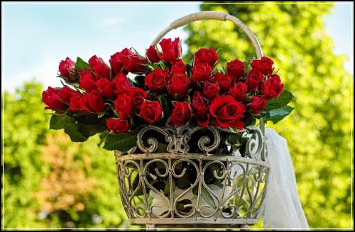 ์๋ณดํ ๋๋นํ์ ์ธ๊ธฐ ์ด์ ๋ ๋น๊ตํ์