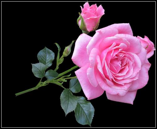 ํ์๋ณดํ ์ ํํ์ค๊ณ ํต์ฌ๋ง ์์ ์์ฝ์ ๋ฆฌ