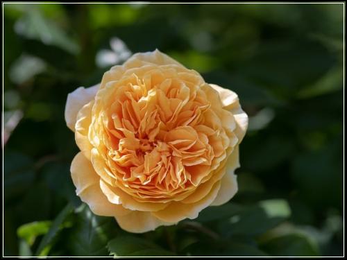 쌍둥이 태아보험 맞춤설정  주의사항