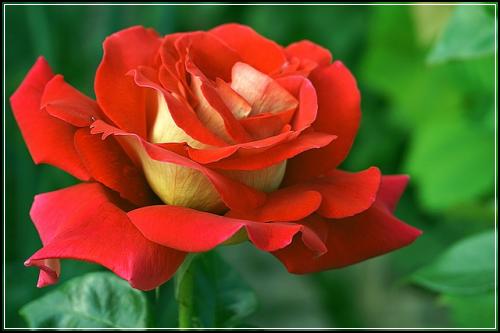 ์ข
์ ๋ณดํํ์์ฑ ์์๋์๊ตฌ์ ๋ณดํ๋น๊ต