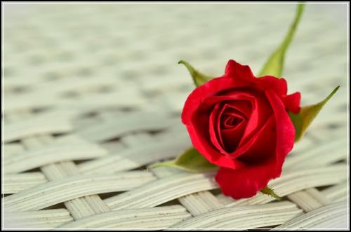 ์ข
์ ๋ณดํ๊ณผ ์ ๊ธฐ๋ณดํ ์ค ์์๋ณด์์ฌ