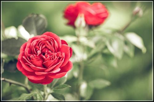 ์ข
์ ๋ณดํ ์ ํธ์ด์ ๋ ๊ฐ์
ํ์์ฑ ๊ฒฐํผํ๋