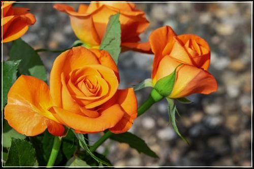 33세 실손보험 선택노하우  실손상해